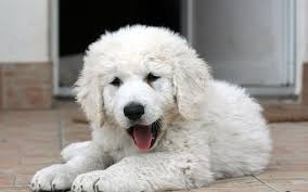 Discover more posts about kuvasz. Kuvasz Puppies Breed Information Puppies For Sale