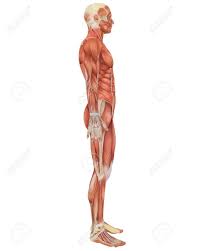 The following 64 files are in this. A Illustration Of The Side View Of The Male Muscular Anatomy Stock Photo Picture And Royalty Free Image Image 10474824