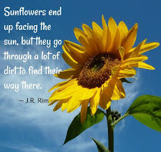 There's a lot we can learn from everything around us, but sunflowers particularly teach us how to stand tall and always face the sun — and that's a great life lesson. Sunflower Quotes 20 Best Sunflower Sayings With Images