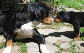 Image result for sedmihradský honič