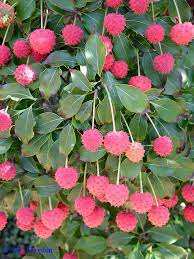 Uploaded at february 29, 2016. Identification Of Spiky Red Berry In Connecticut Npin