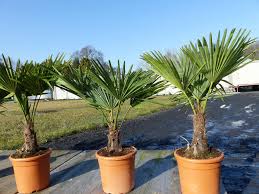 Die yuccapalme oder palmlilie (yucca elephantipes) beispielsweise ist nicht mit den palmen verwandt, sondern gehört zur familie der spargelgewächse (asparagaceae). Hanfpalme M Palme Trachycarpus Fortunei Kaufland De