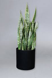 Image result for Uvaria laurentii