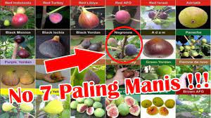Jenis buah tinnya adalah tin ara figs yellow ksa.perbanyakan. Terbaik Dari Jenis Jenis Tanaman Tin Bunga Hias