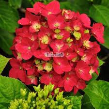 Check spelling or type a new query. Jual Hortensia Merah Pancawarna Hydrangea Bunga Bokor Bibit Tanaman Hias Bunga Di Lapak Surga Bunga Bukalapak