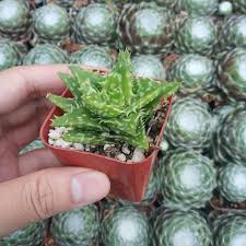Image result for Aloe wollastonii
