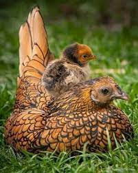 We are currently looking for high resolution pictures of any of the breeds. Golden Sebright Bantam Day Old Chicks Chickens For Backyards