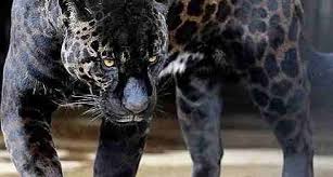 Harimau kumbang (jawi spelling هاريماو کومبڠ). Mohamad Kinan Othman Linkedin