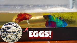 This will depend on what you do with the eggs after they've been laid. My Betta Fish Laid Eggs Betta Breeding Youtube