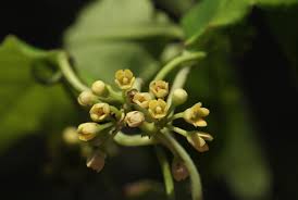 Image result for Marsdenia sylvestris