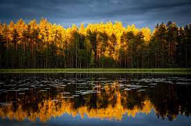 500 Stunning Landscape Pictures Download Free Images On Unsplash Landscape Pictures Landscape Photographers Forest Lake
