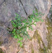 Image result for Asplenium currorii