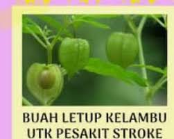 Buah letup atau physalis ialah sebuah tumbuhan berbunga genus dalam famili nightshade (solanaceae). Buah Letup Kelambu Cabut Rawatan Saraf Dan Stroke Facebook