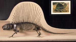 Dimetrodon Fossil Skeleton