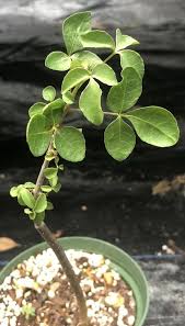 Image result for Coccinia mildbraedii