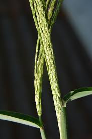 Image result for Aristida stenostachya