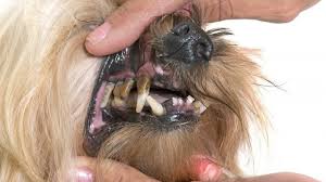 Why are dogs less likely to have rotten teeth? Periodontal Disease In Dogs Symptoms Causes Treatments Dogtime