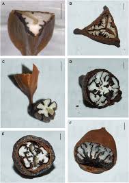 Image result for Afrobrunnichia erecta