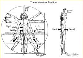 Using anatomical planes allows for accurate description of a location, and also allows the. Https Med Umn Edu Sites Med Umn Edu Files Handout Introduction Anatomical Terms And Conventions 1 0 Pdf