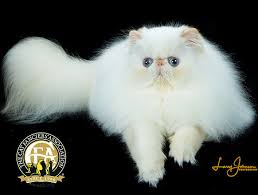 The body is compact and broad, with. Exotic Top Cats The Cat Fanciers Association Inc