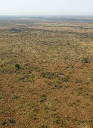 Image result for Triainolepis africana