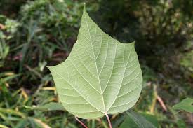 庭木図鑑 植木ペディア