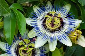 Check spelling or type a new query. Flowering Vines These Climbers Grow Fast And Add Color Sunset Sunset Magazine