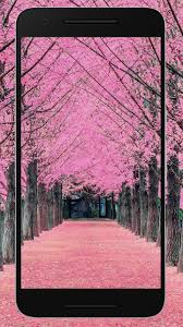 Pngtree offers hd bunga sakura background images for free download. Sakura Wallpaper Hd For Free For Android Apk Download Bunga Sakura Wallpaper Bunga Bunga Musim Semi