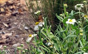 Image result for Vernonia amblyolepis