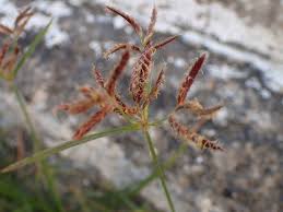 Image result for Cyperus rotundus