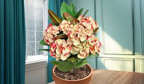 Image result for Jasminum meyeri-johannis