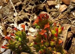 Image result for Multidentia concrescens