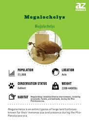 Image result for Megalochlamys