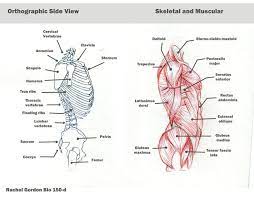 Torso Side View Bones And Muscles By Arsonanthemkj On Deviantart Bones And Muscles Anatomy Bones Pelvis Anatomy