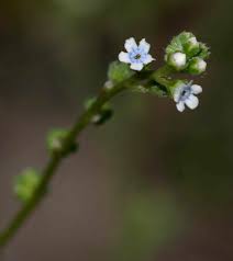 Image result for Cynoglossum lanceolatum