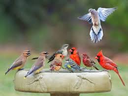 Bird In Bird Bath Pin By Mag Sands On Birds Beautiful Birds Pretty Birds Bird
