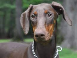 Doberman Kopek Cinsi Hakkinda Bilmeniz Gerekenler Ajanimo
