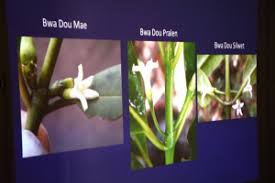 Image result for Craterispermum