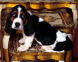 Black And White Basset Hound Puppy Black An White Basset Hound Puppies Basset Hound Puppy Hound Puppies Basset Puppies
