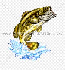 In this drawing lesson we'll show you how to draw a realistic fish in 6 easy steps. Bass Drawing Large Largemouth Bass Clipart 2670075 Pikpng