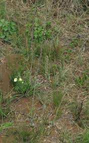 Image result for Litanthus pusillus