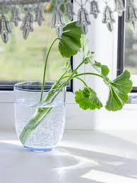 Kitten sitting on window sill, window. 38 888 Plant Stand Photos Free Royalty Free Stock Photos From Dreamstime