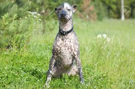 We did not find results for: Xoloitzcuintle Perro Mexicano Sin Pelo En Dia Soleado De Verano Fotos Retratos Imagenes Y Fotografia De Archivo Libres De Derecho Image 29862721