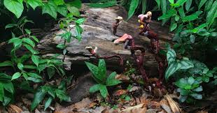 Image result for Nesaea sarcophylla