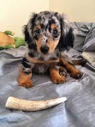 This Is Terra And She Was Born On Earth Day She S A Longhaired Dapple Miniature Daschund Puppies Dapple Dachshund Puppy Miniature Dachshund
