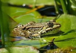 Tafsir Mimpi Melihat Katak Benarkah Ini Malah Pertanda Buruk Semua Halaman Suar
