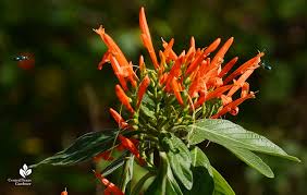 Check spelling or type a new query. Mexican Honeysuckle Central Texas Gardener