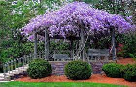 Pin By Drahomira Patchwork On In The Garden Outdoor Living Dream Garden Beautiful Gardens Wisteria Tree