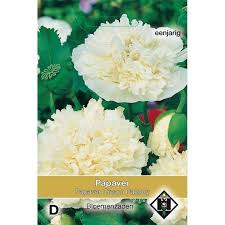 We cite one new culta for the spanish flora, papaver somniferum l. Cream Paeony Papaver Paeoniflorum Seeds Poppy Tuinzaden Eu