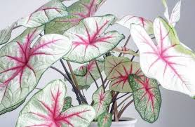 196 likes · 12 talking about this. 23 Jenis Keladi Kian Populer Sebagai Tanaman Hias Dalam Rumah Moro Ndeso